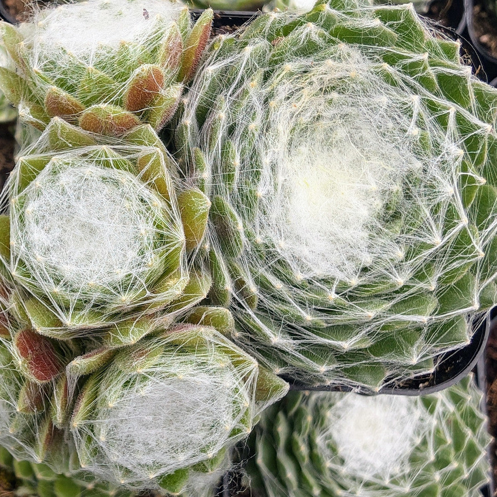 Sempervivum Colorockz® 'Arctic White'