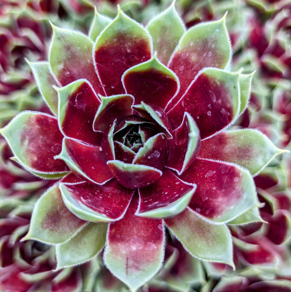 Sempervivum Colorockz® 'Coconut Crystal'