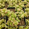 Crassula rupestris var. monticola [large]