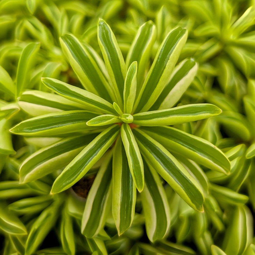 Peperomia dolabriformis - Firesparks