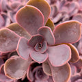 Echeveria 'Linn'