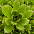 Echeveria 'Spotlight'