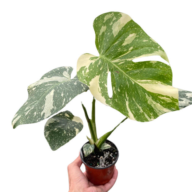 Monstera 'Thai Constellation'