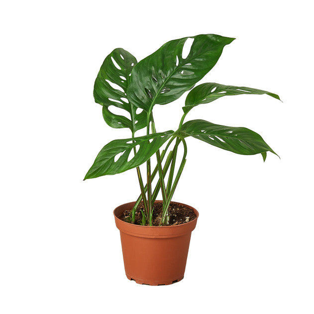Swiss Cheese Plant - Monstera adansonii
