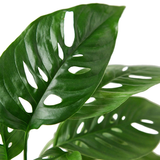 Swiss Cheese Plant - Monstera adansonii