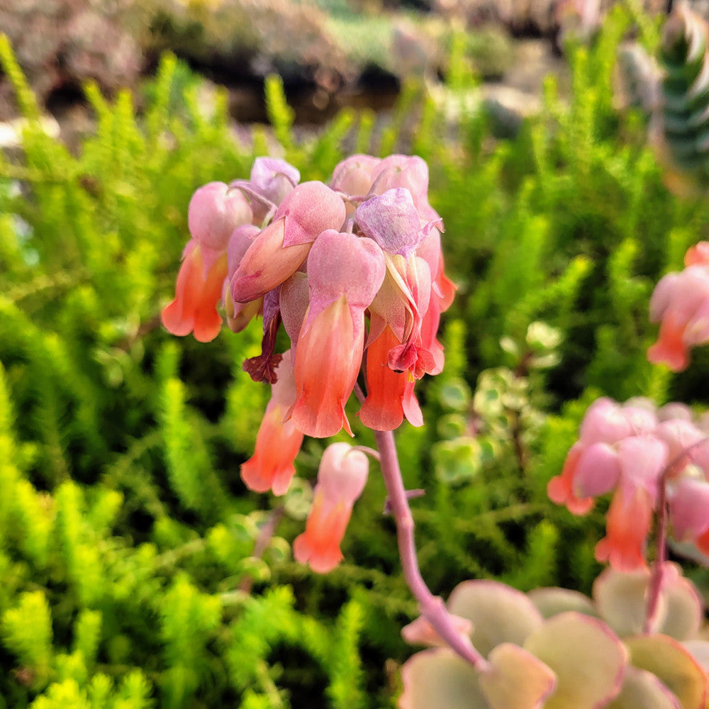 Kalanchoe marnieriana - Marnier's Kalanchoe