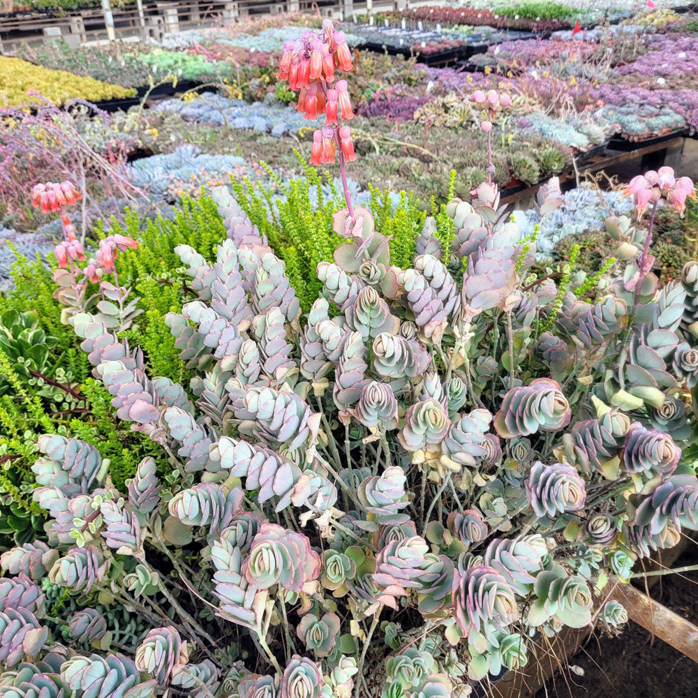 Kalanchoe marnieriana - Marnier's Kalanchoe