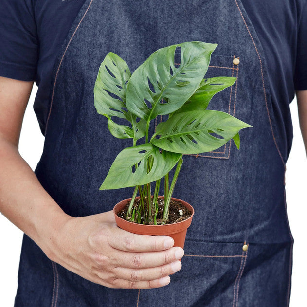 Swiss Cheese Plant - Monstera adansonii