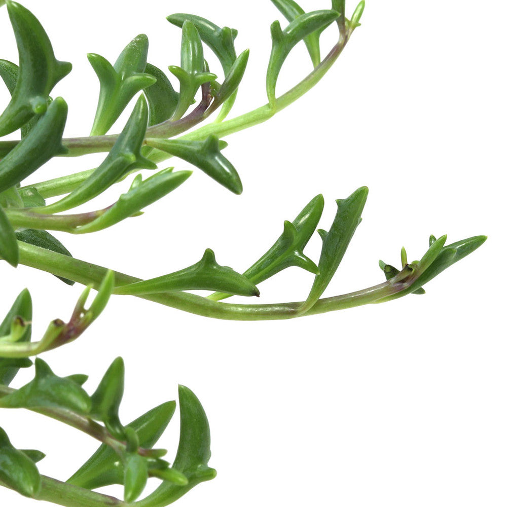 Senecio peregrinus - String of Dolphins