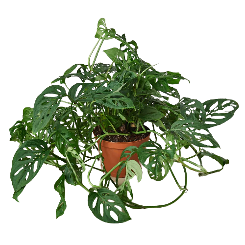 Swiss Cheese Plant - Monstera adansonii