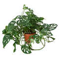 Swiss Cheese Plant - Monstera adansonii