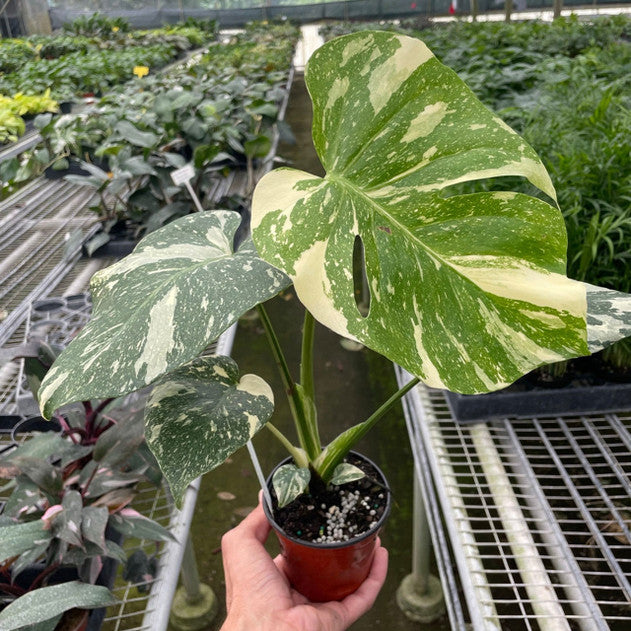 Monstera 'Thai Constellation'