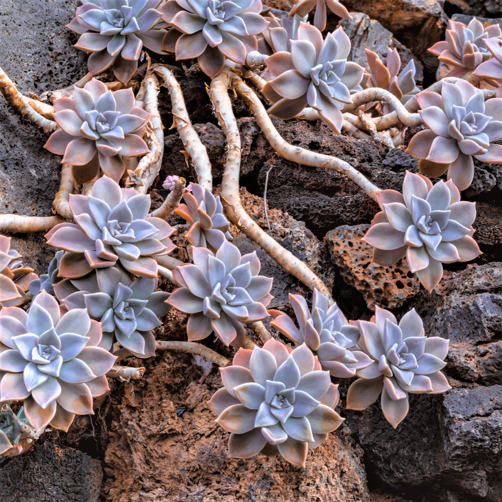 Graptopetalum paraguayense - Ghost Plant