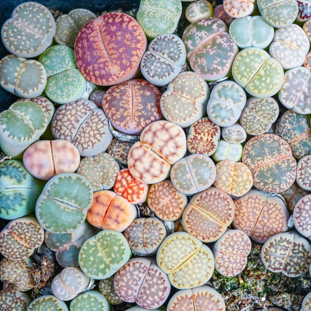 Lithops - Living Stones [limited]