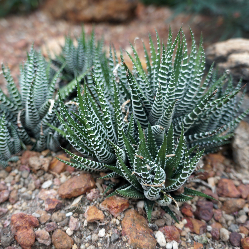 Haworthia fasciata - Zebra Plant
