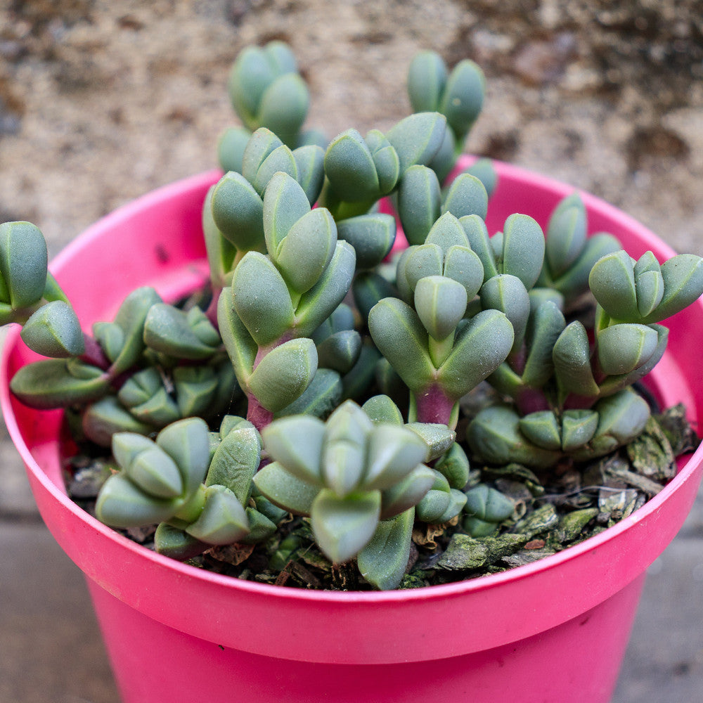 Corpuscularia lehmannii - Ice Plant