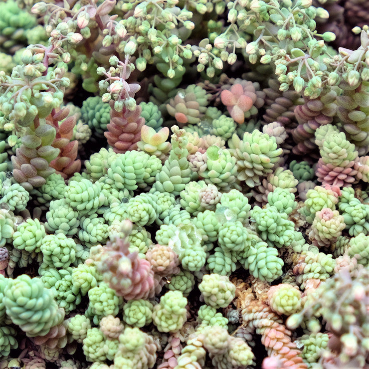 Sedum dasyphyllum 'Himalayan Skies' [large]
