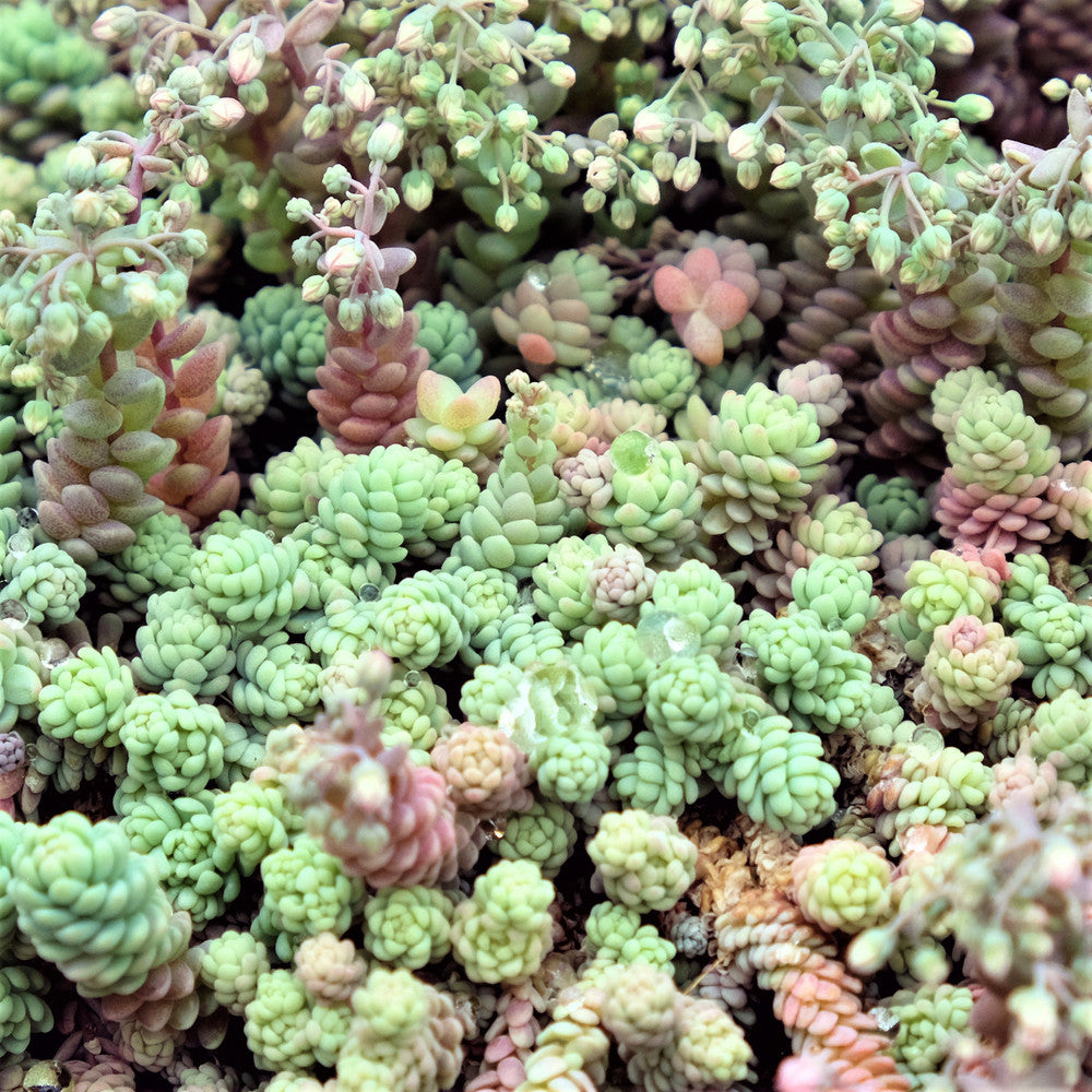 Sedum dasyphyllum 'Himalayan Skies'