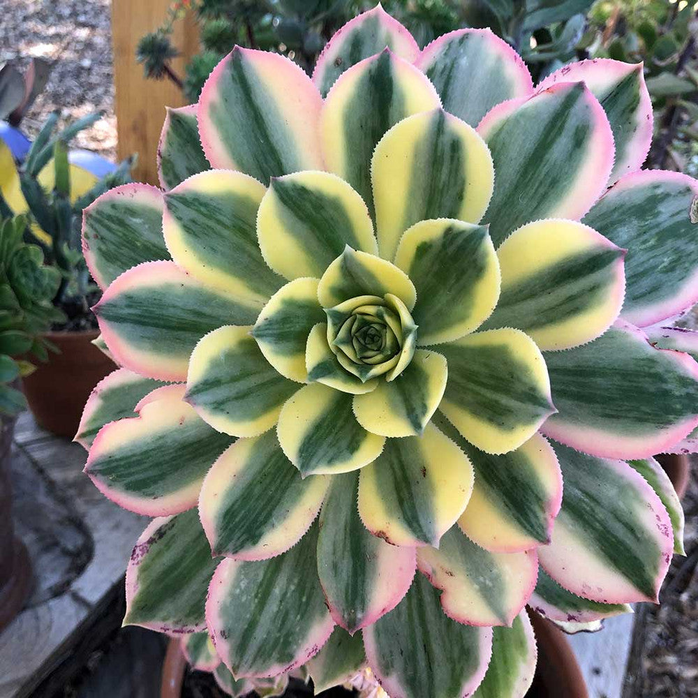 Aeonium 'Sunburst'