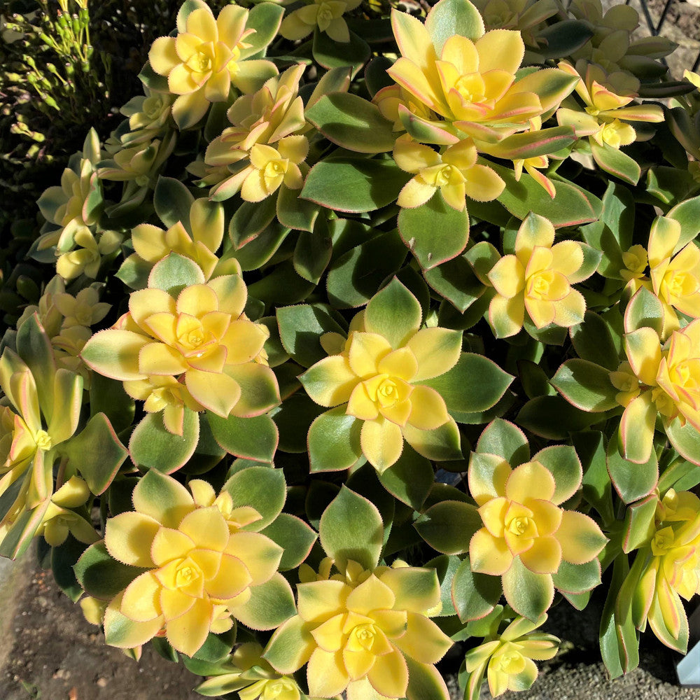 Aeonium 'Kiwi'