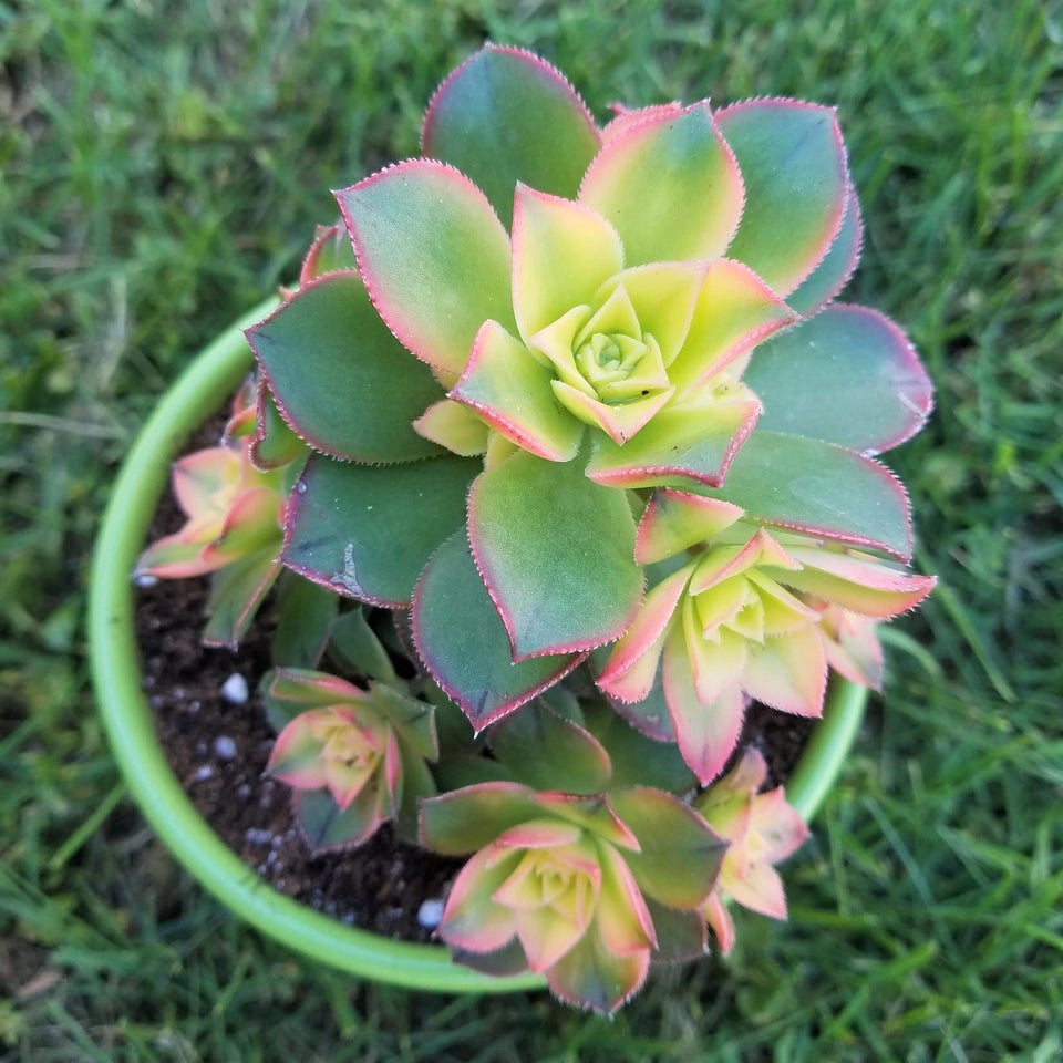 Aeonium 'Kiwi'