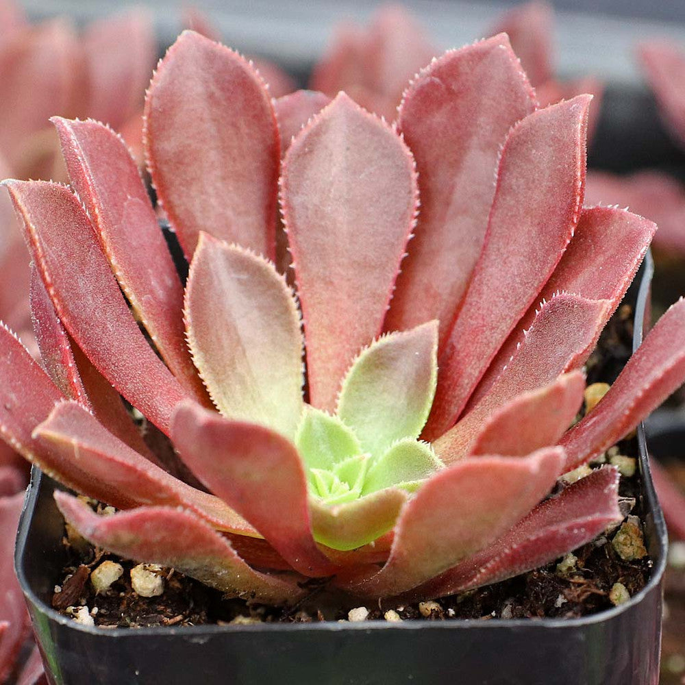 Aeonium 'Phoenix Flame'