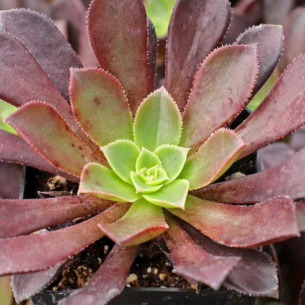Aeonium 'Phoenix Flame'