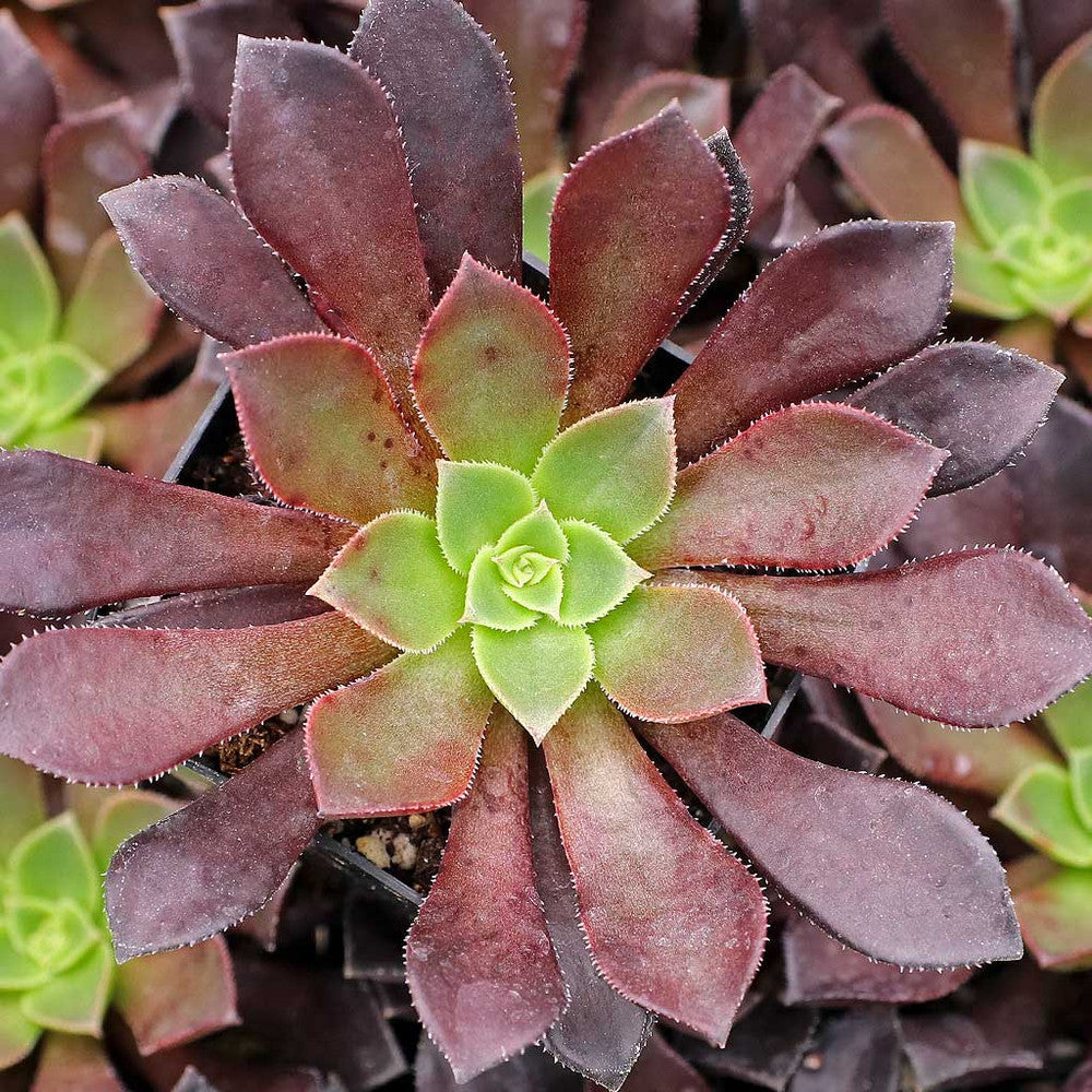 Aeonium 'Phoenix Flame'