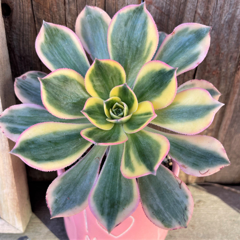 Aeonium 'Sunburst'