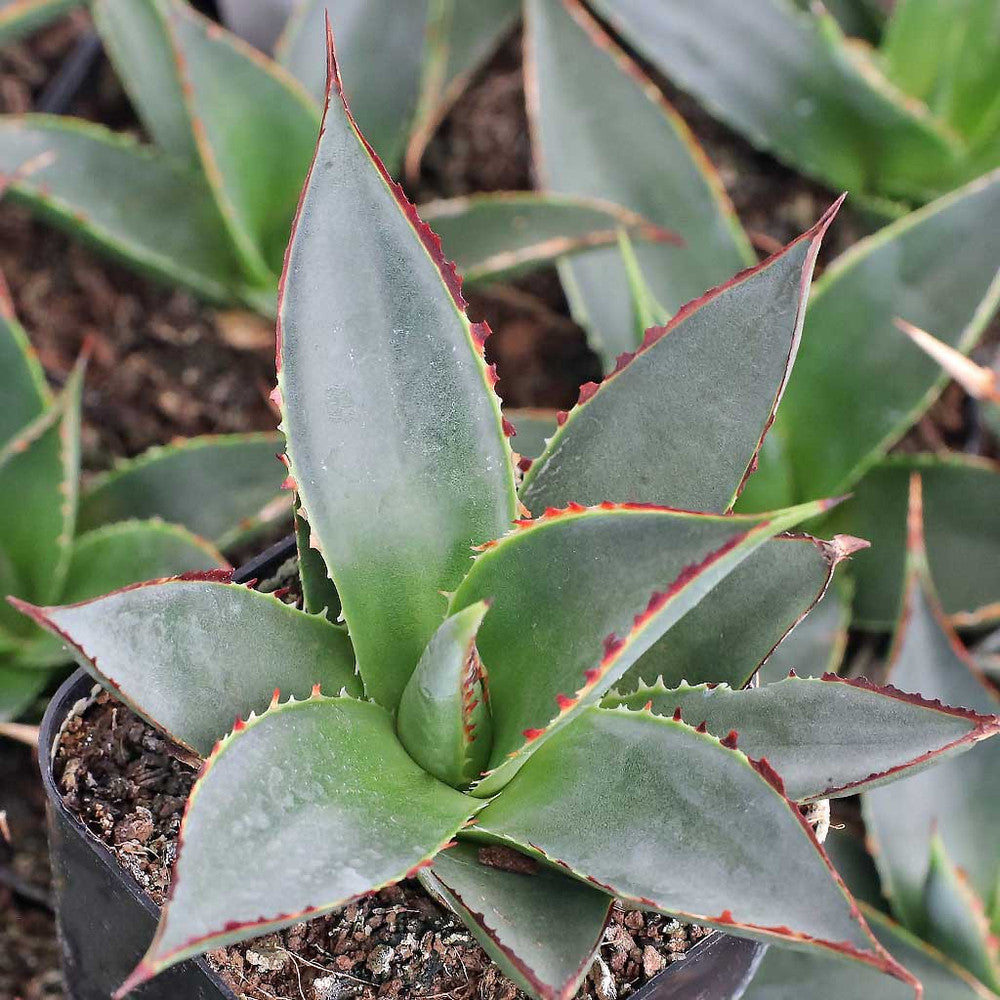 Agave 'Blue Glow'