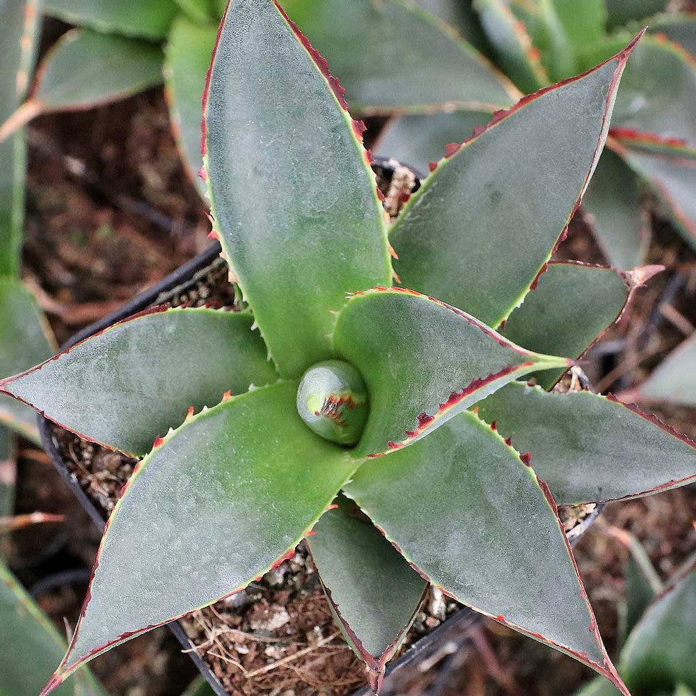 Agave 'Blue Glow'