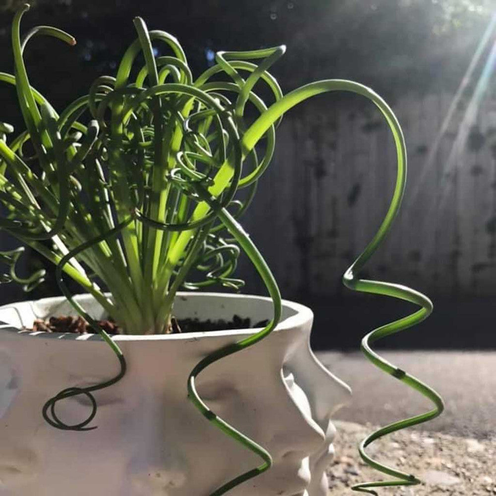 Albuca spiralis 'Frizzle Sizzle'®