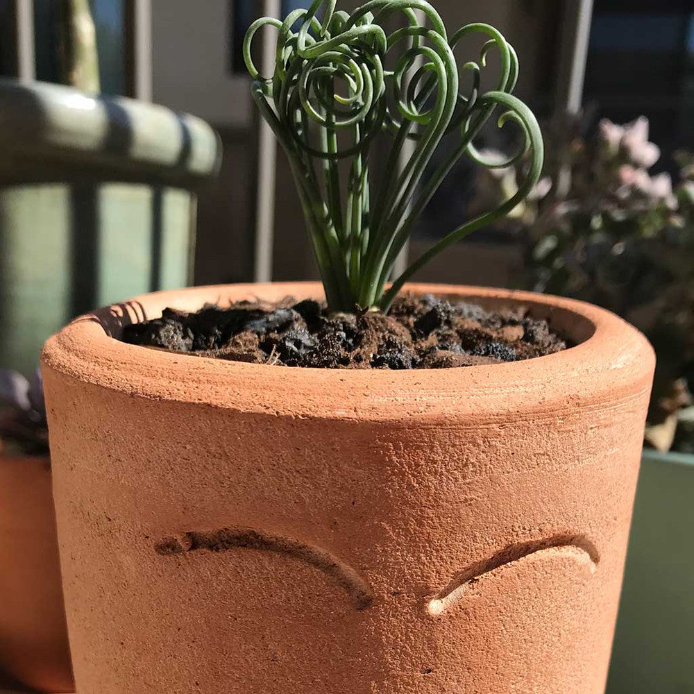 Albuca spiralis 'Frizzle Sizzle'®