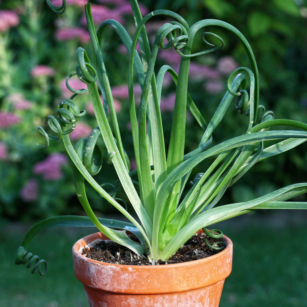 Albuca spiralis 'Frizzle Sizzle'®