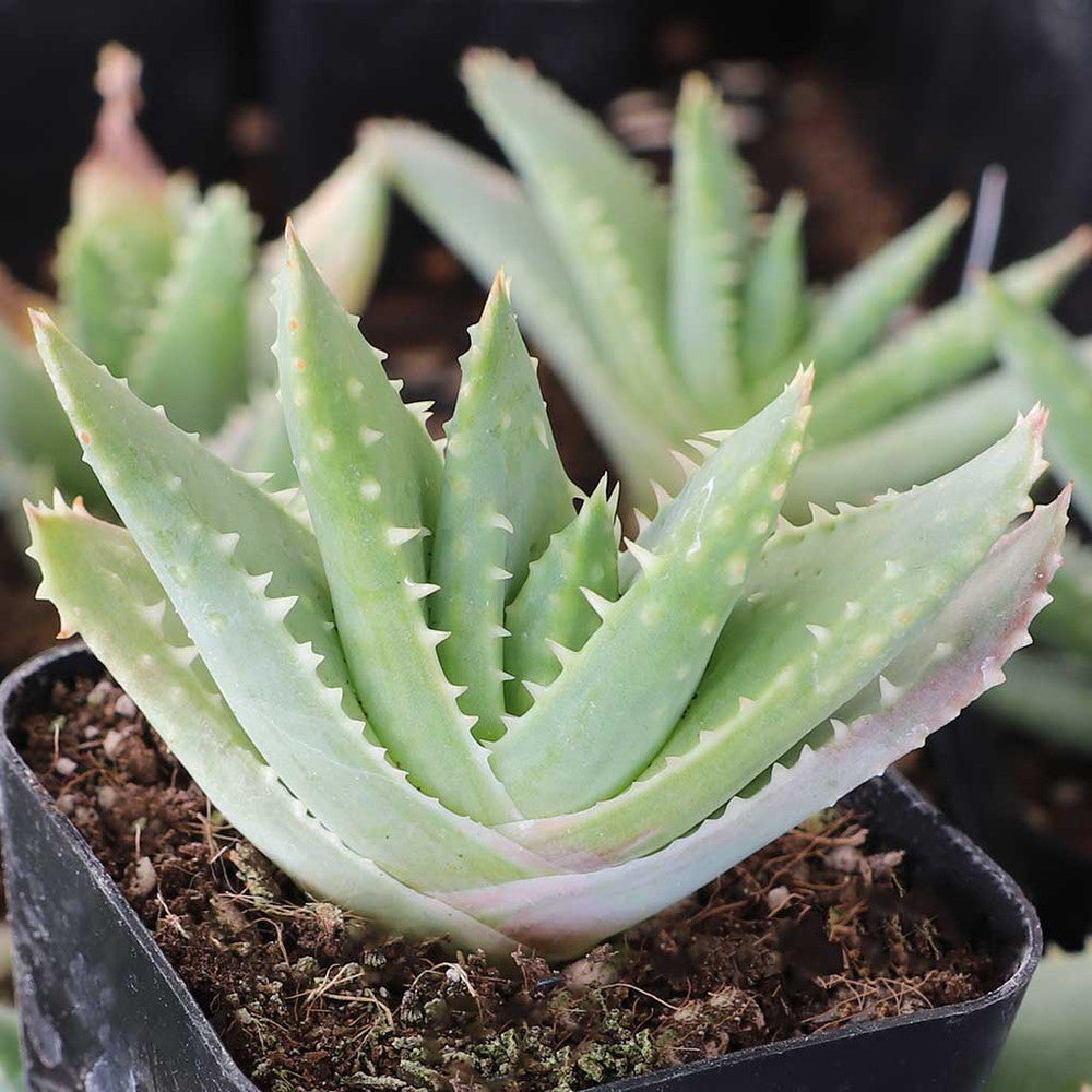 Aloe brevifolia - Short-leaved Aloe