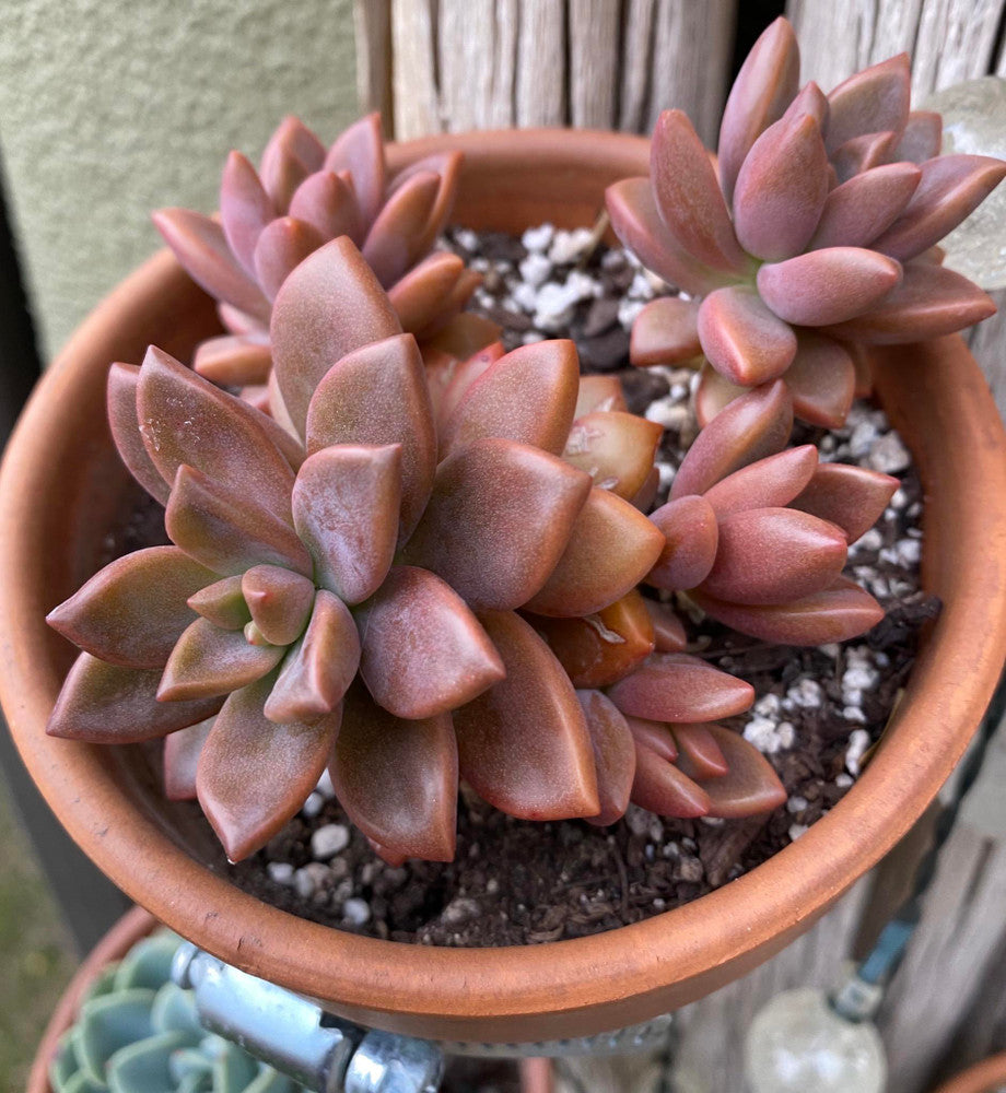 Graptosedum 'Alpenglow'