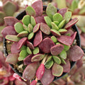 Anacampseros rufescens - Sand Rose