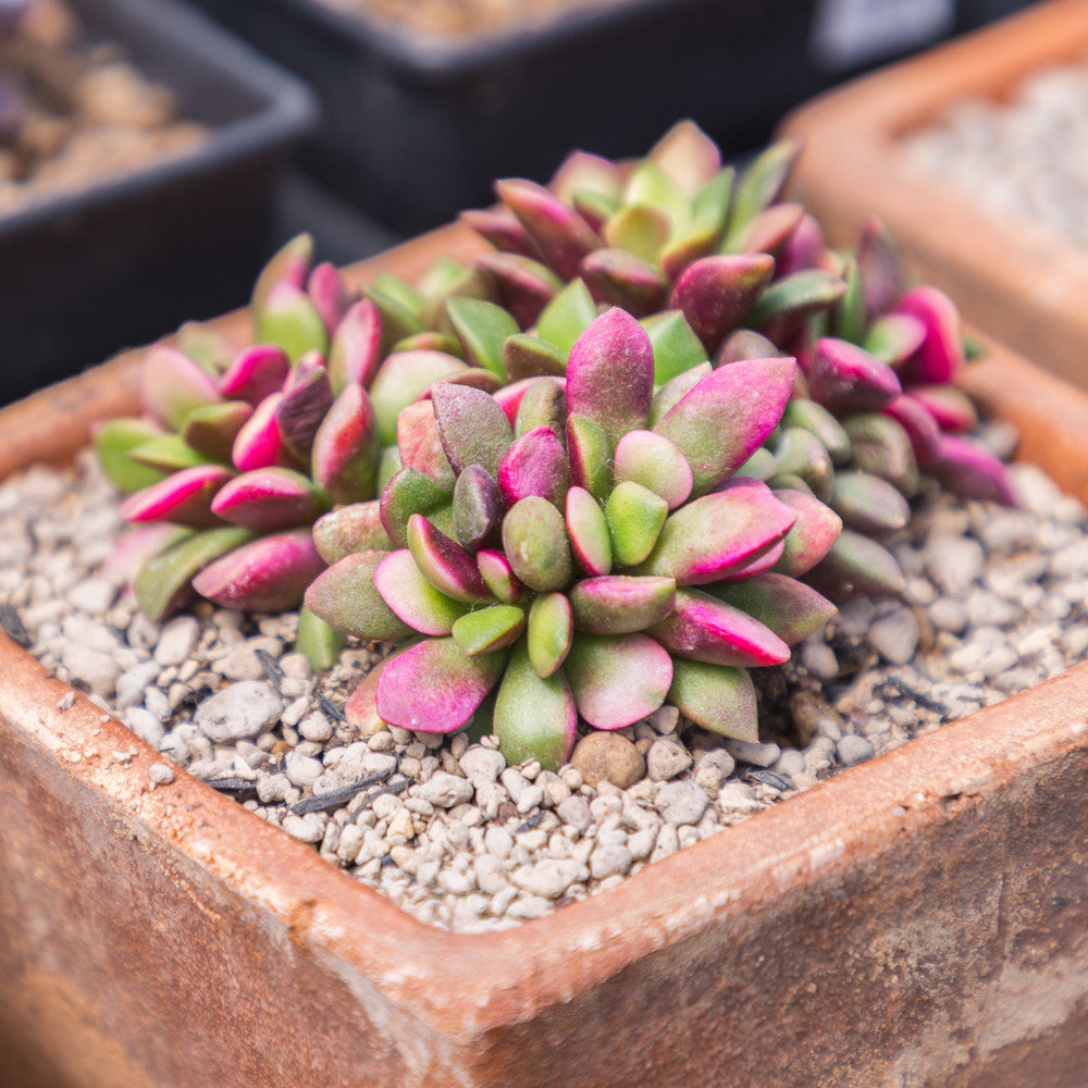 Anacampseros telephiastrum f. variegatum 'Sunrise'