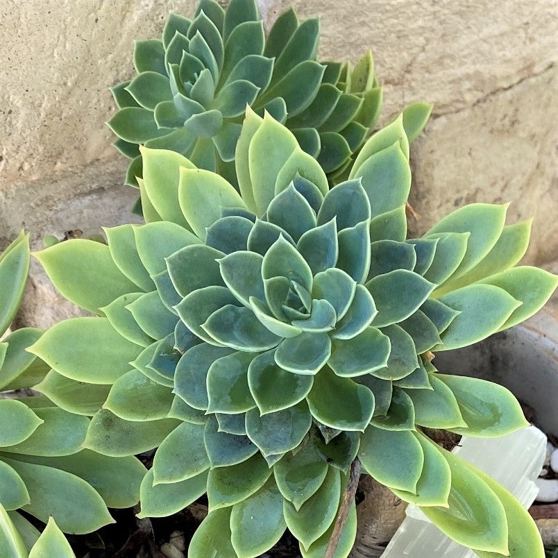 Echeveria 'Blue Atoll' [large]