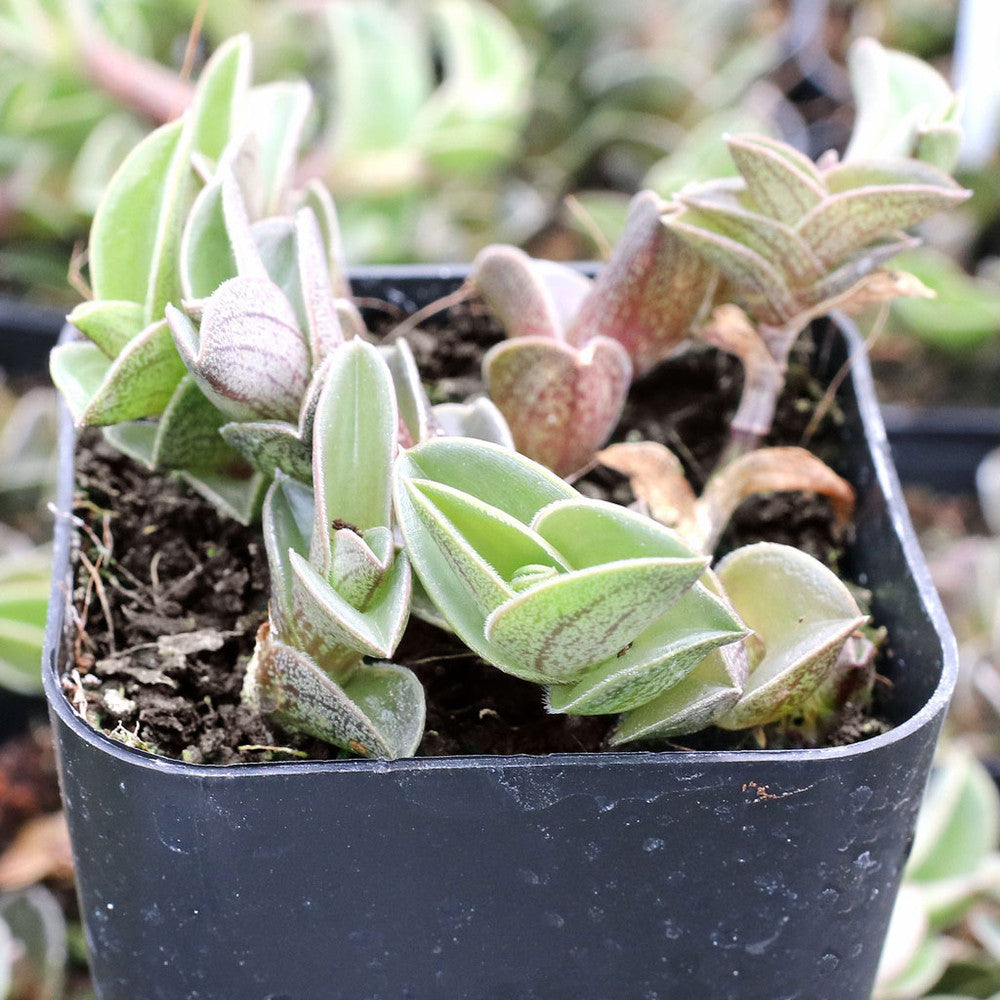 Callisia navicularis - Chain Plant