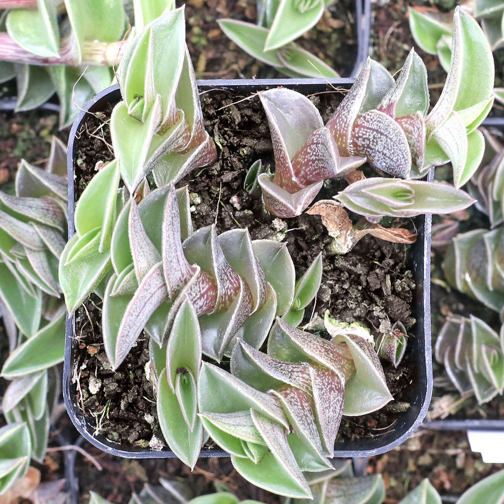Callisia navicularis - Chain Plant