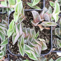 Callisia navicularis - Chain Plant