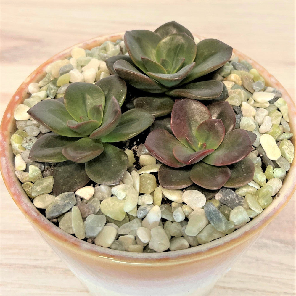 Echeveria 'Chroma'