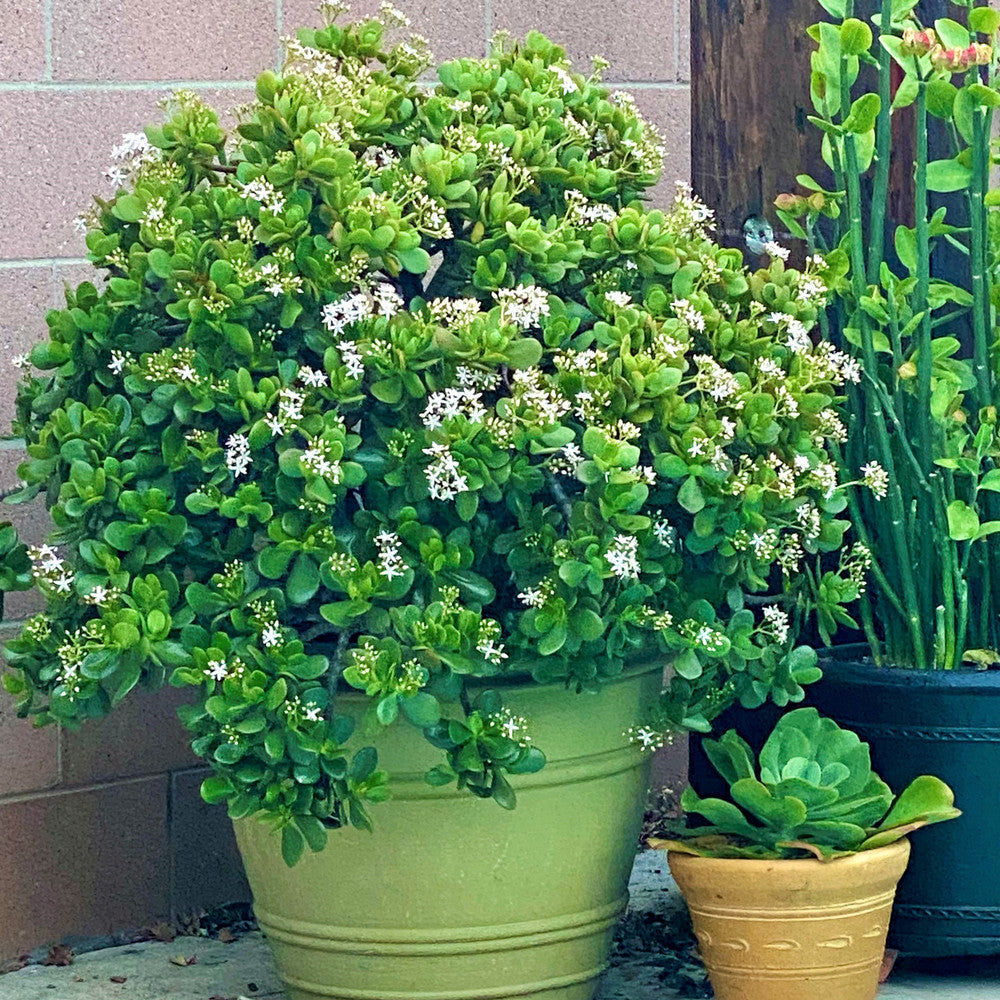 Crassula ovata - Classic Jade