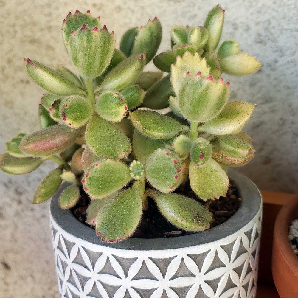 Cotyledon tomentosa - Variegated Bear's Paw