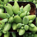 Cotyledon orbiculata 'Tiny Wonder'