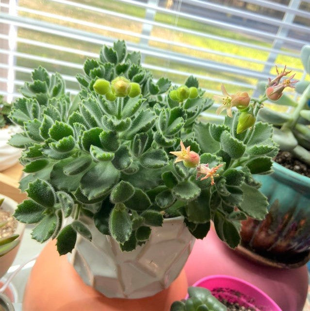 Cotyledon tomentosa - Bear's Paw