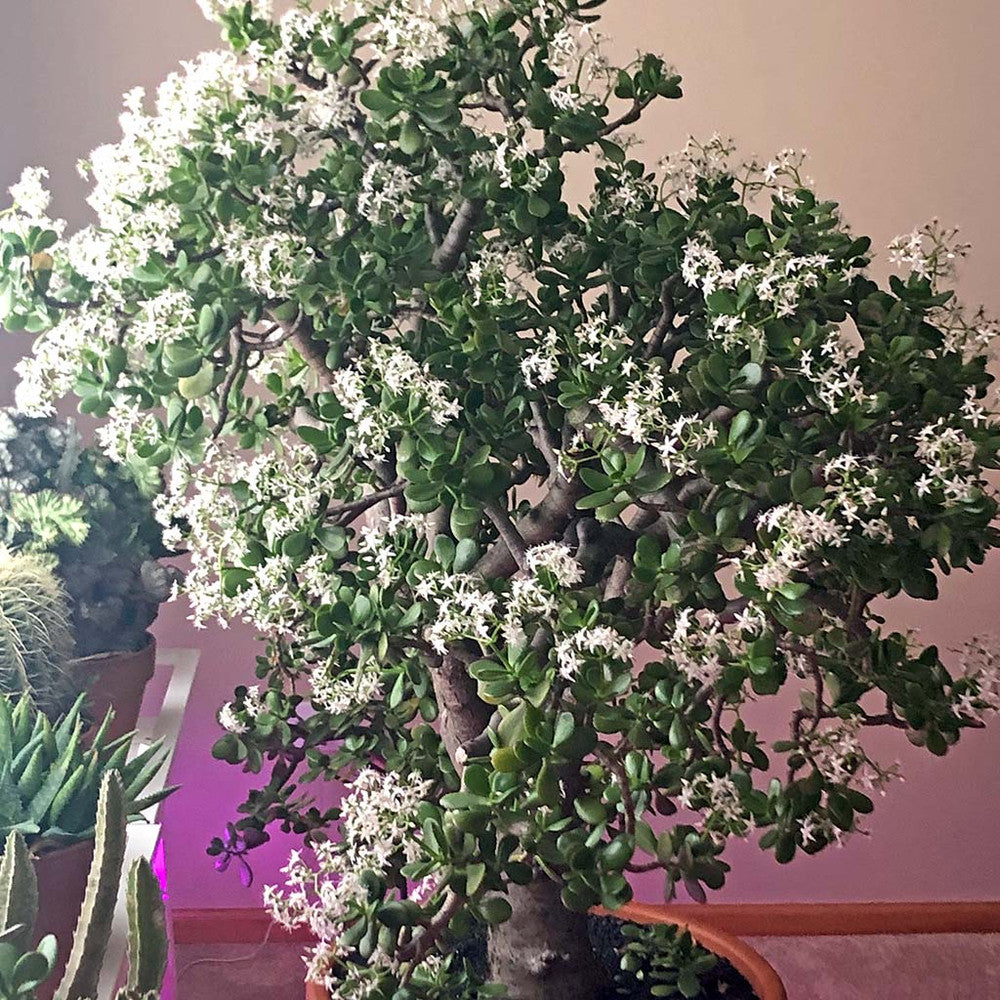 Crassula ovata - Classic Jade