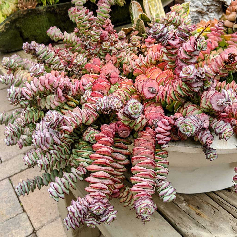 Crassula perforata ssp. kougaensis