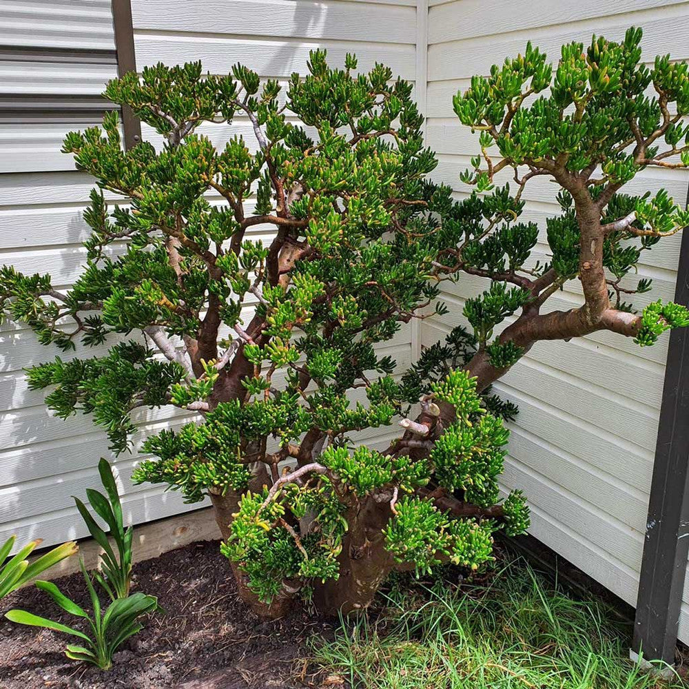 Crassula ovata 'Gollum' Jade